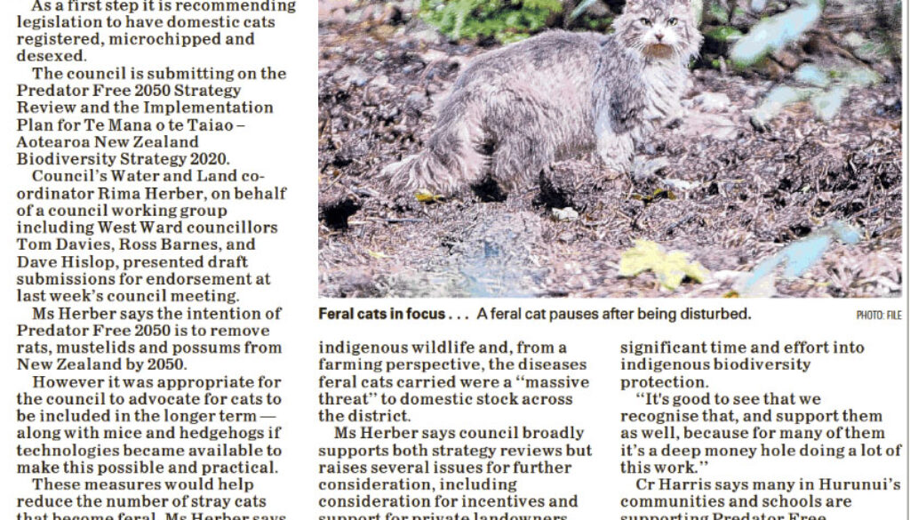 Feral cats