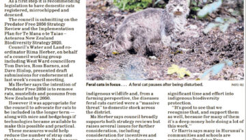 Feral cats