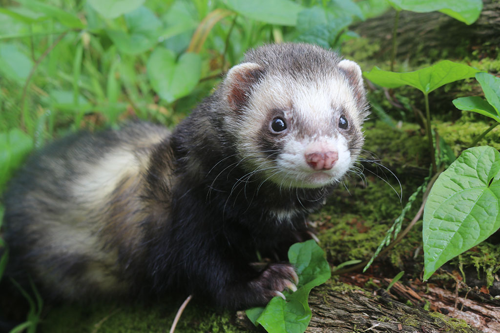 ferret