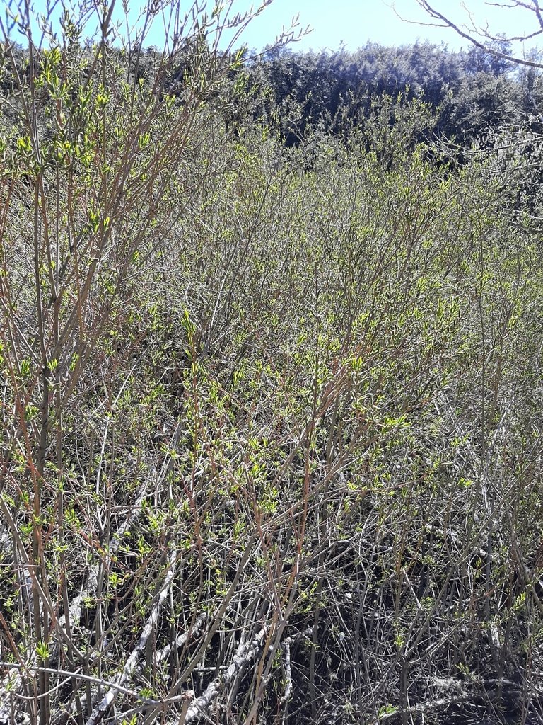 Photo: Will Todhunter / iNaturalist CC BY-NC 4.0