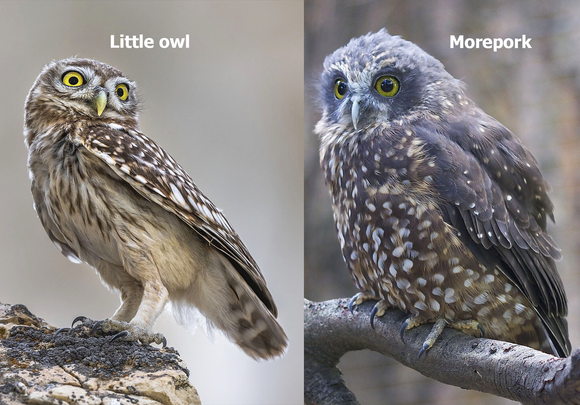 Left: Little owl (Athene noctura); | Right: Morepork (Ninox novaeseelandiae). Images: Wikipedia CC BY-SA 2.0