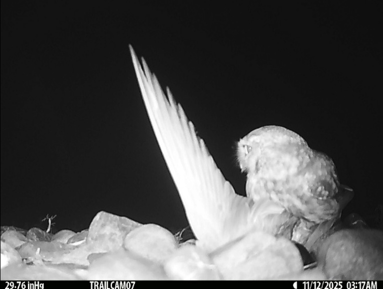 Lttle owl killing an adult black fronted tern.