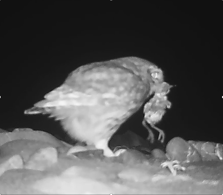 Little owl taking a newly hatched wrybill chick; image cropped from a trail cam video