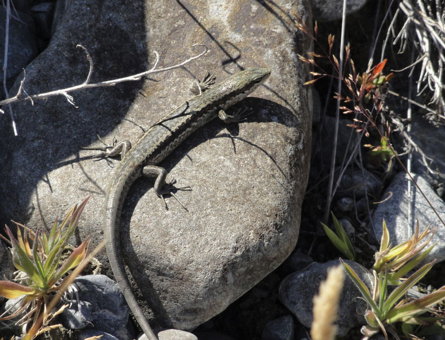 Long-toed Skink: photo Jaz Morris some rights reserved (CC BY-NC)