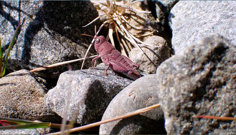 Rare pink robust grasshopper found by DOC rangers near Lake Tekapo | Photo: DOC
