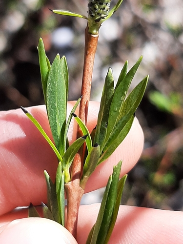 Photo: Will Todhunter / iNaturalist CC BY-NC 4.0