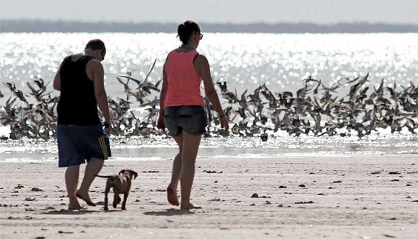 Image: nespthreatenedspecies.edu.au/news-and-media/latest-news/migratory-shorebirds-and-artificial-roosts
