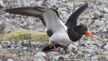 South Island pied oystercatcher, SIPO, torea: image: Steve Attwood