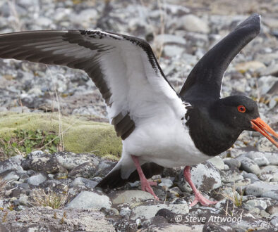South Island pied oystercatcher, SIPO, torea: image: Steve Attwood
