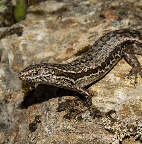 McCann's skin. Photo: Carey Knox iNaturalist CC0 1.0