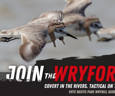 wrybill bird of the year